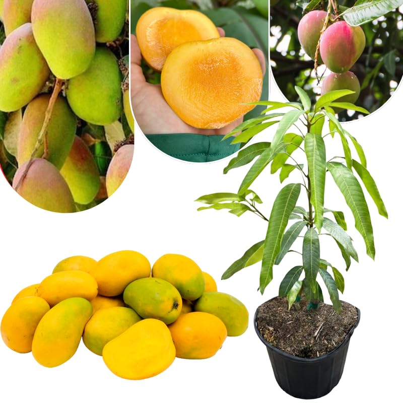 Yellow Mango Tree Live Plant, Fully Rooted in 3 Gallon Pot, Tropical Mango Fruit Tree for Indoor or Outdoor Growing