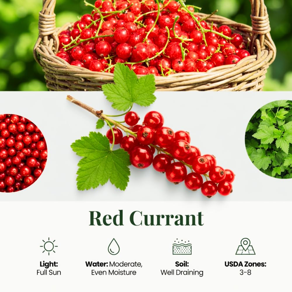 Red Currant Plant Live, Currant Bush, Fruit Bearing Berry, 3-6" Tall