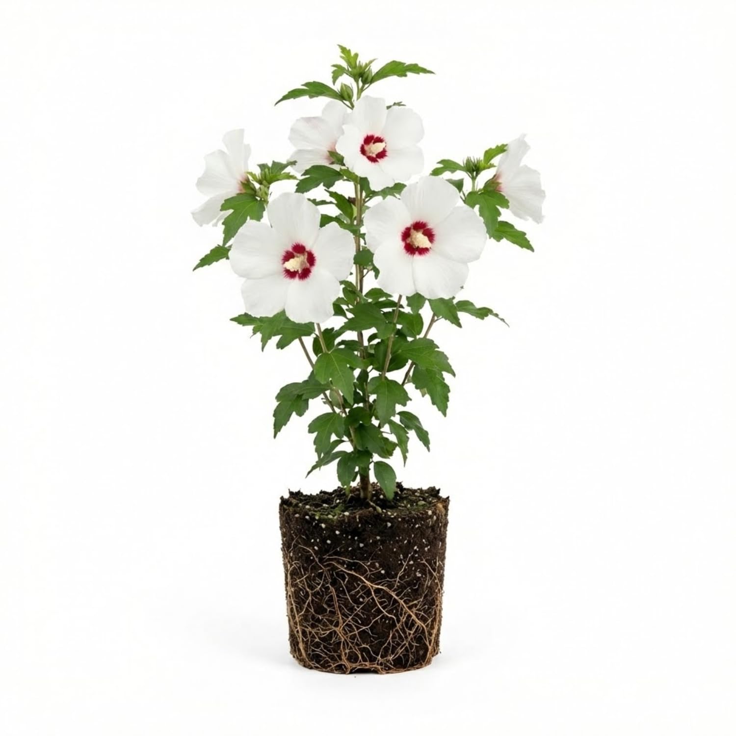Red White Rose of Sharon Plant Live, Althea Hibiscus Flower 2-6 Inches, Vibrant Bloom for Outdoor Garden