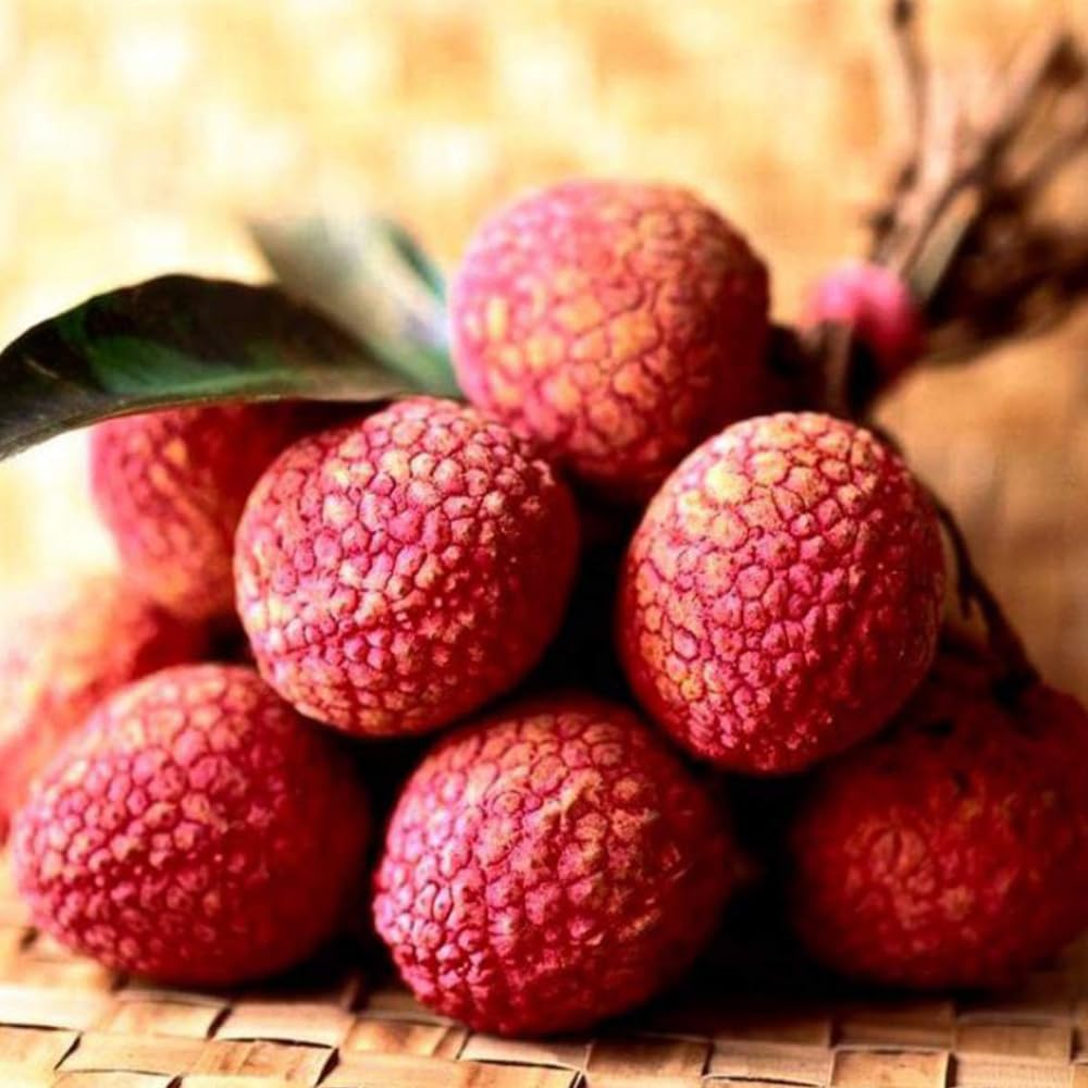 15 Sweet Lychee Seeds for Planting, Tropical Litchi Fruit Seeds to Grow