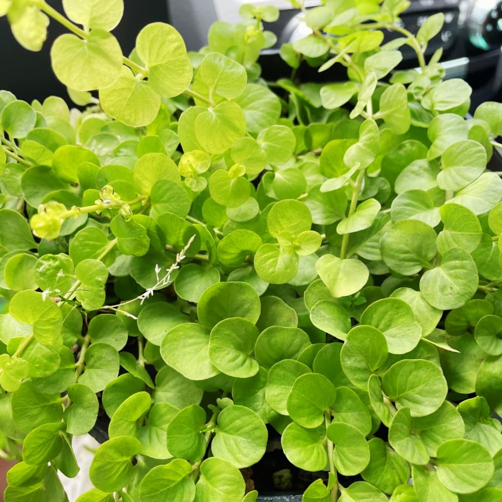 Set 2 Creeping Jenny Live Plant, Starter Plant from 1 to 3 Inches Tall for Groundcover, Vibrant Foliage, Ready for Planting