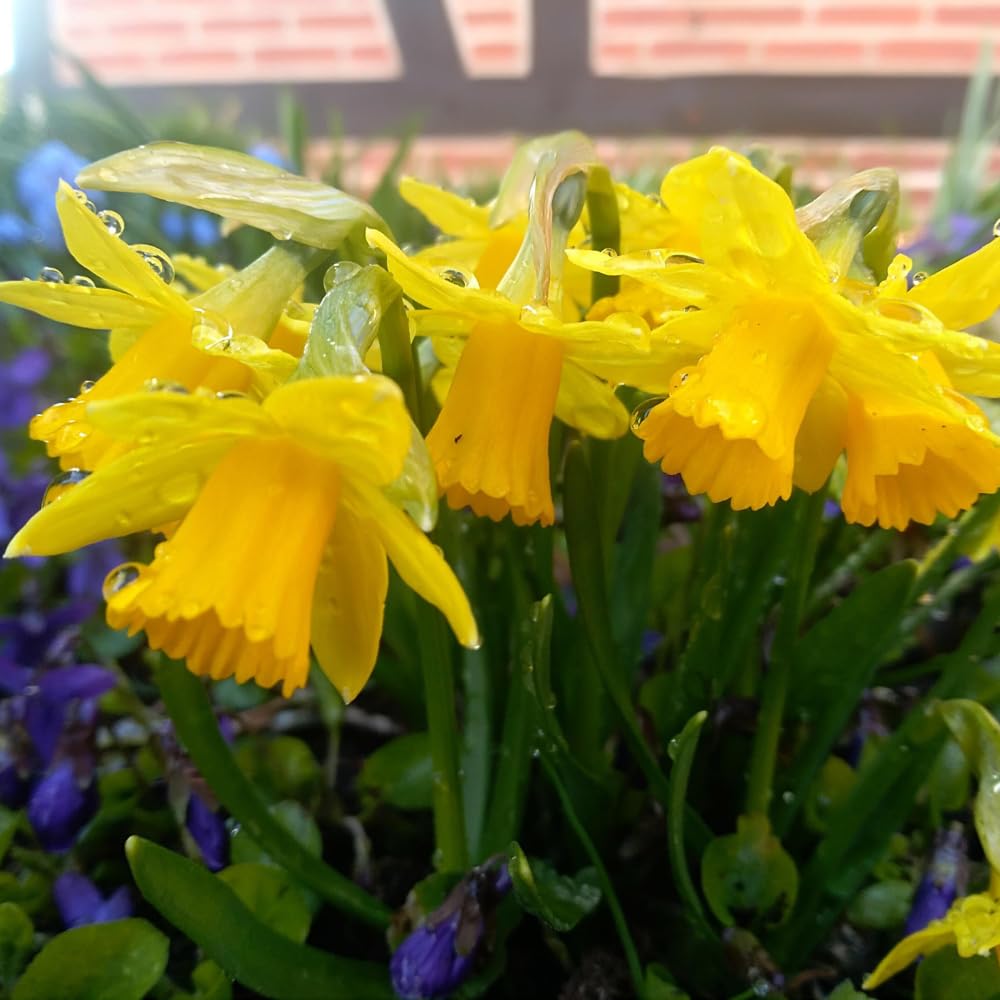50 Yellow Daffodil Bulbs for Fall Planting, Blooming Narcissus, Spring Bloom, Cold Hardy, Large Selected Bulbs for Planting