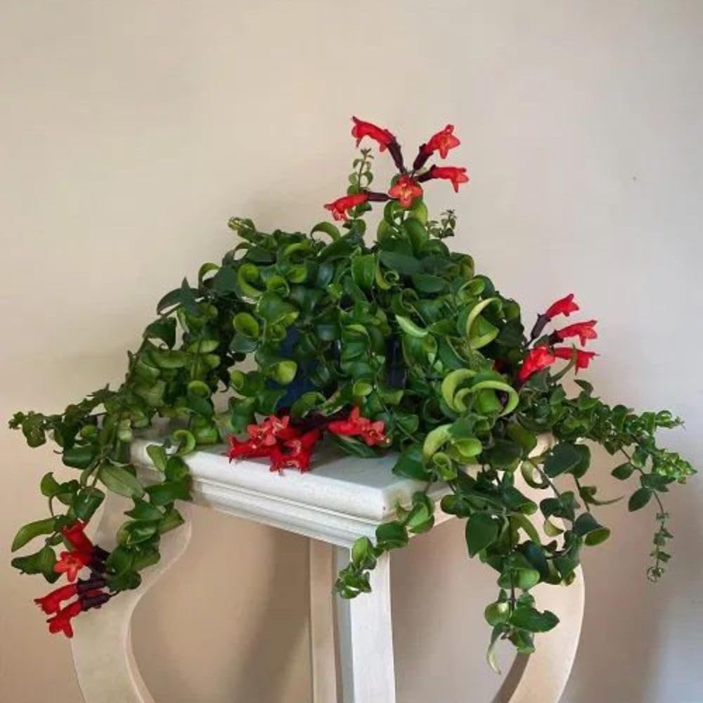 Set 2 Red Curly Lipstick Plans Live, 4-6" Tall, Red Curly Lipstick Flower Plant Vine for Planting Indoor, Rare Trailing Flowes, No Pot