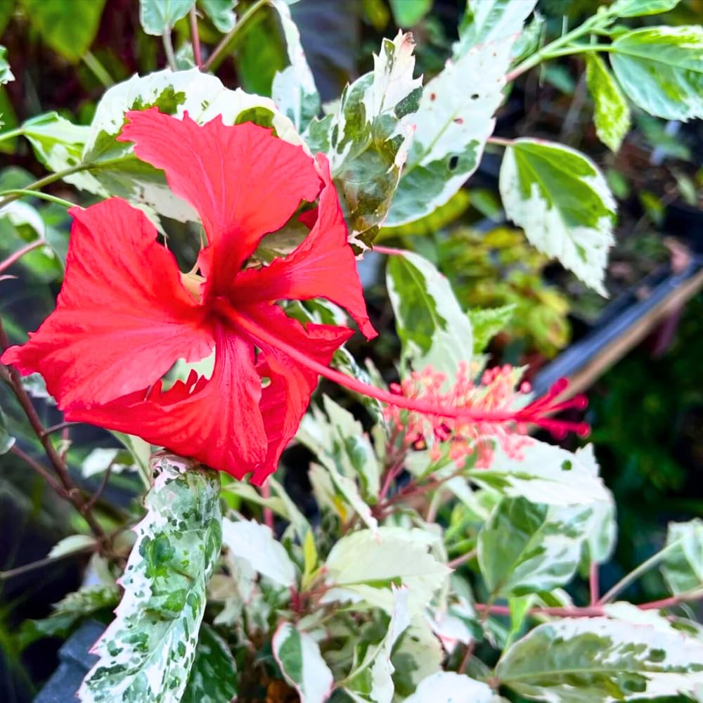 Hibiscus Plant Live, Clump of 8-12 Inch Tall, Hardy Hibiscus Tree Live Plant, Hibiscus Flowers Plant (Snow Queen Hibiscus)