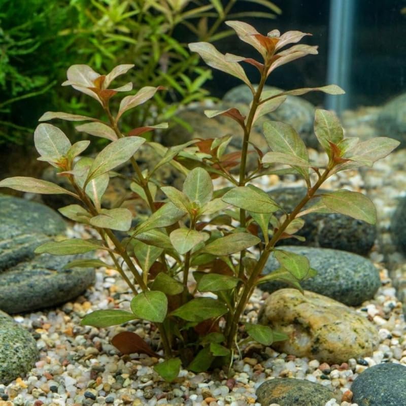 Round Orange Ludwigia Plants Live, 1 Bundle Aquatic Plant