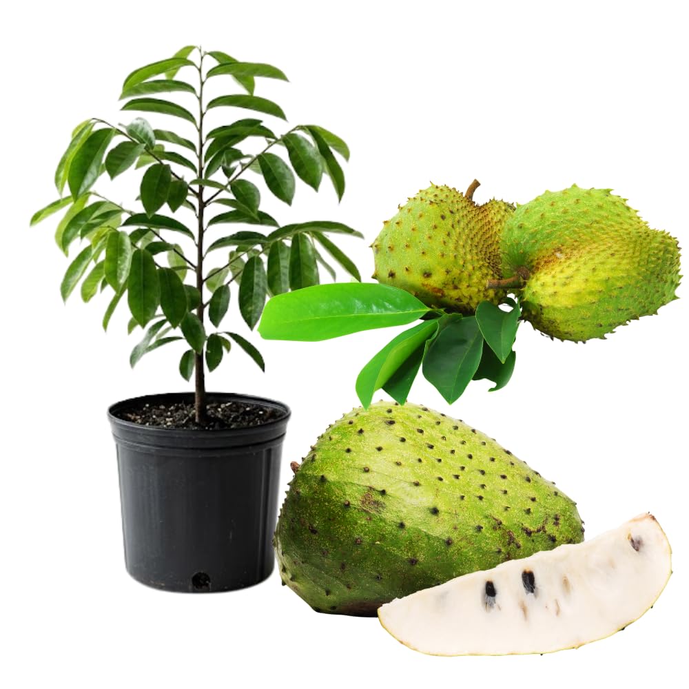 Live Soursop Tree in 3 Gallon Pot, Large Sweet Guanabana Tree from 2 to 3 Feet Height, 2 Year Old, Annona Muricata Guanabana, No Ship to CA