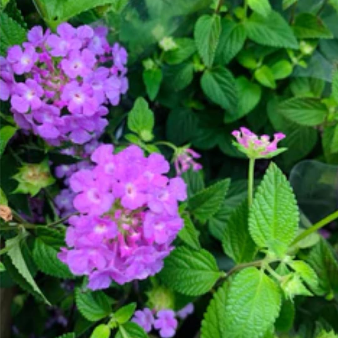 3 Lantana Plants Live, Lavender Lantana Live Plants for Planting Outdoors, Perennial Flower Plant 4 to 8 Inches Long, Gardening Growing