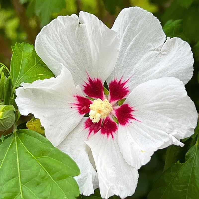 Dormant White Althea Rose of Sharon Live Plant, Hardy Hibiscus Flowering Shrub 6-12 Inch Tall, Vibrant Althea Blooms for Outdoor Garden
