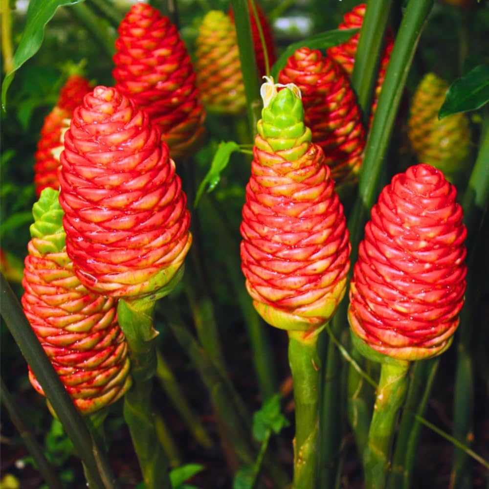 5 Shampoo Ginger Roots for Planting, Zingiber Zerumbet, Hawaiian Ginger Lily Plants for Perennial Planting Spring, Awapuhi Ginger Rhizomes