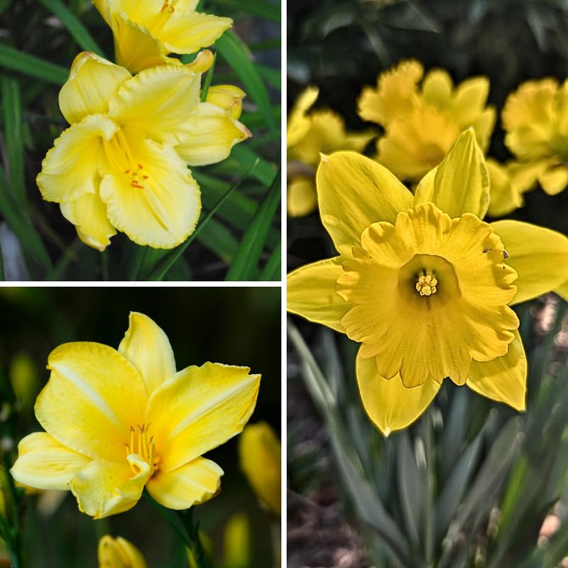 5 Yellow Daylily Bulbs, Yellow Daylilies Bulbs Flower for Planting