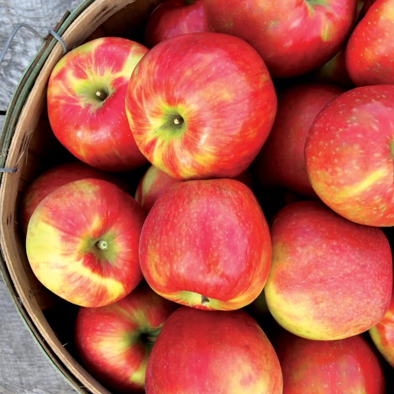 Random Apple Tree Live Plant Up to 3 Feet, Bare Root Dormant, Spring Break Fruit Sweet Apple Trees Live Plants for Outdoor Planting, Cold Hardy Fruit