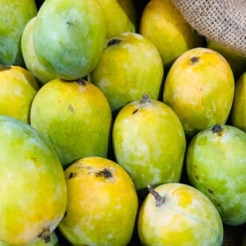 2 Years Old Mango Tree for Planting,Tart Sweet Mango Plant Grafted in 3 Gallon Pot, Sweet, Fast-Growing Tropical Tree Seedlings for Outdoor Garden