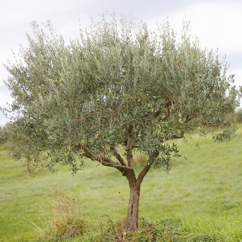 Olive Tree in 3 Gallon Pot, 2-3 Feet Tall Live Plant Olive Fruit Tree, Hardy Perennial, No Ship to CA