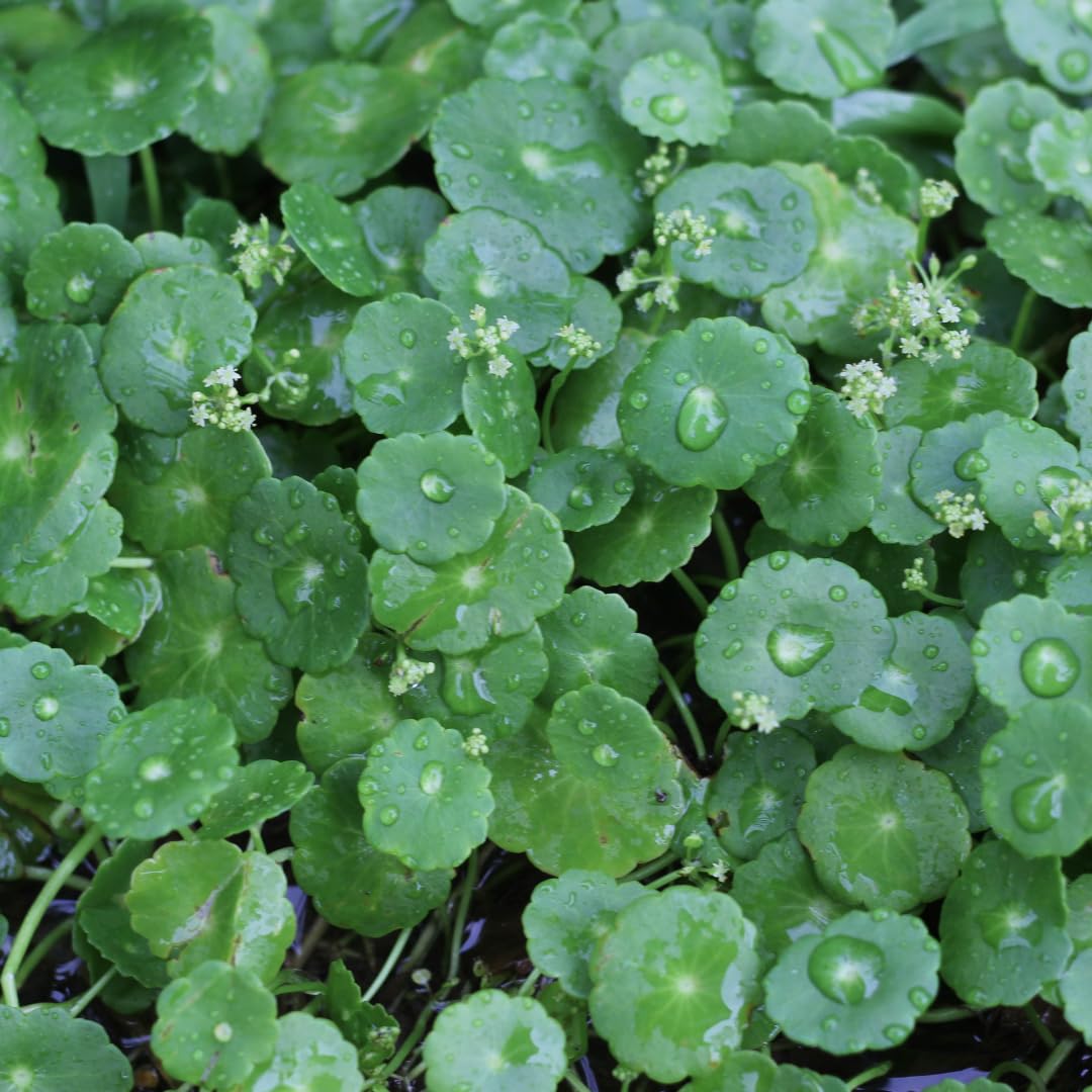 Aquatic Pennywort Plant Live, Green Aquarium Plant