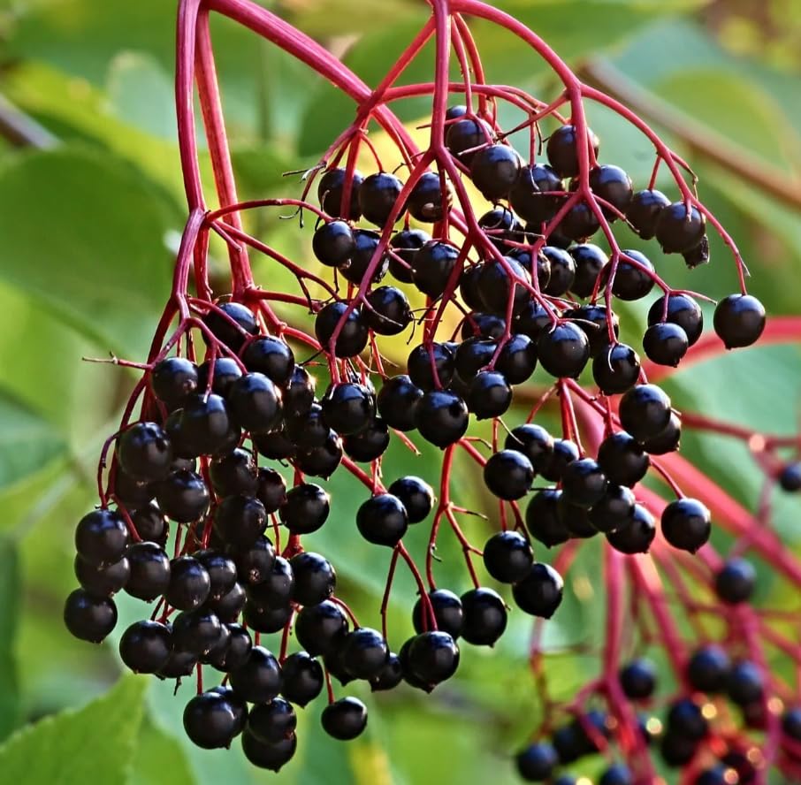 Black Elderberry Bushes Live Plant, Edible Black Elderberries Shrubs for Gardening in Quart Pot, 6-10 Inches