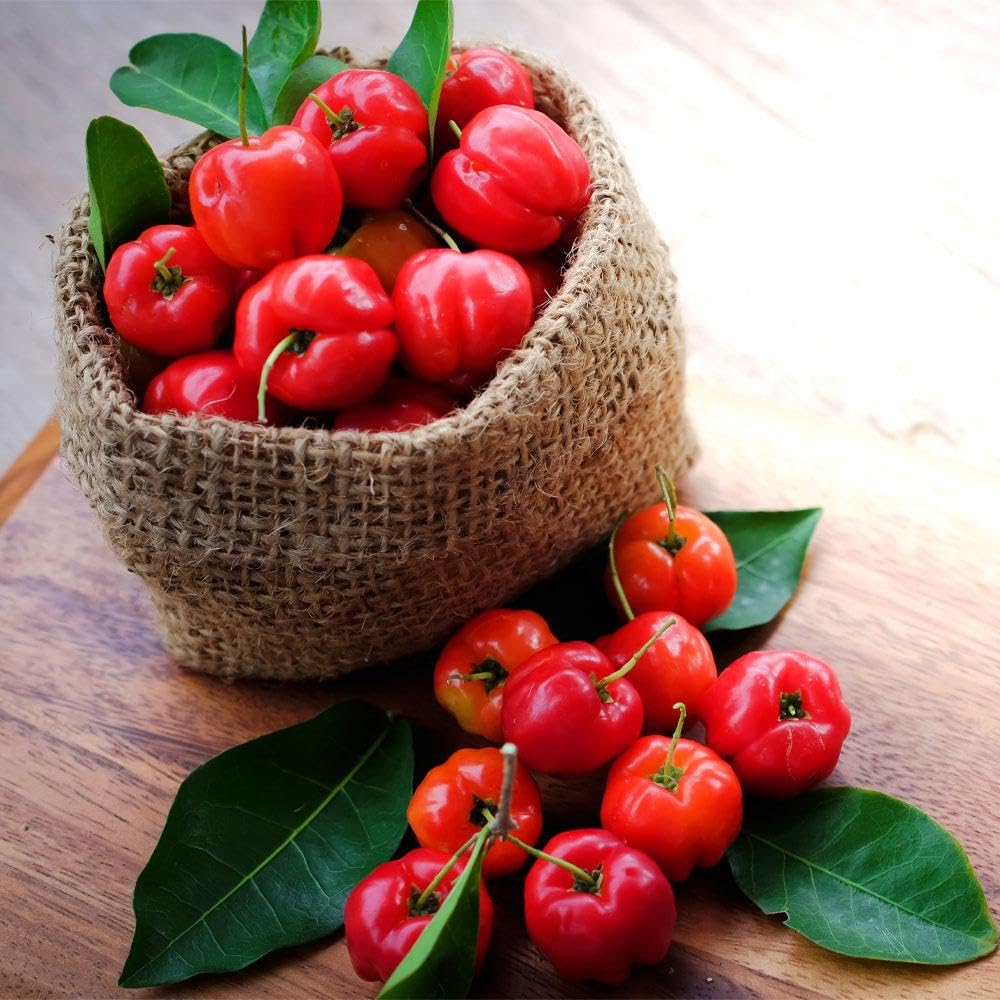 Barbados Cherry Tree Live Plant,1 Feet Height, Acerola Red Cherry Plant Live, Tropical Fruit Tree