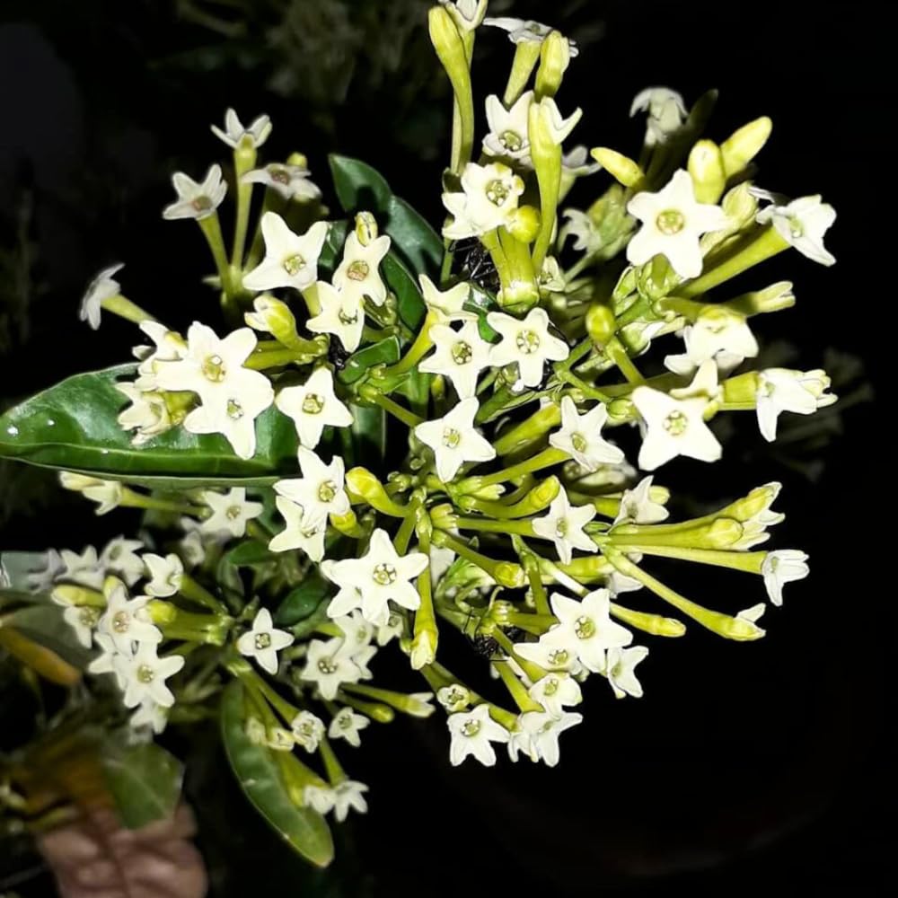Set of 3 Night Blooming Jasmine Plants Live, 4-6" Tall, Fragrant Flowering Shrub