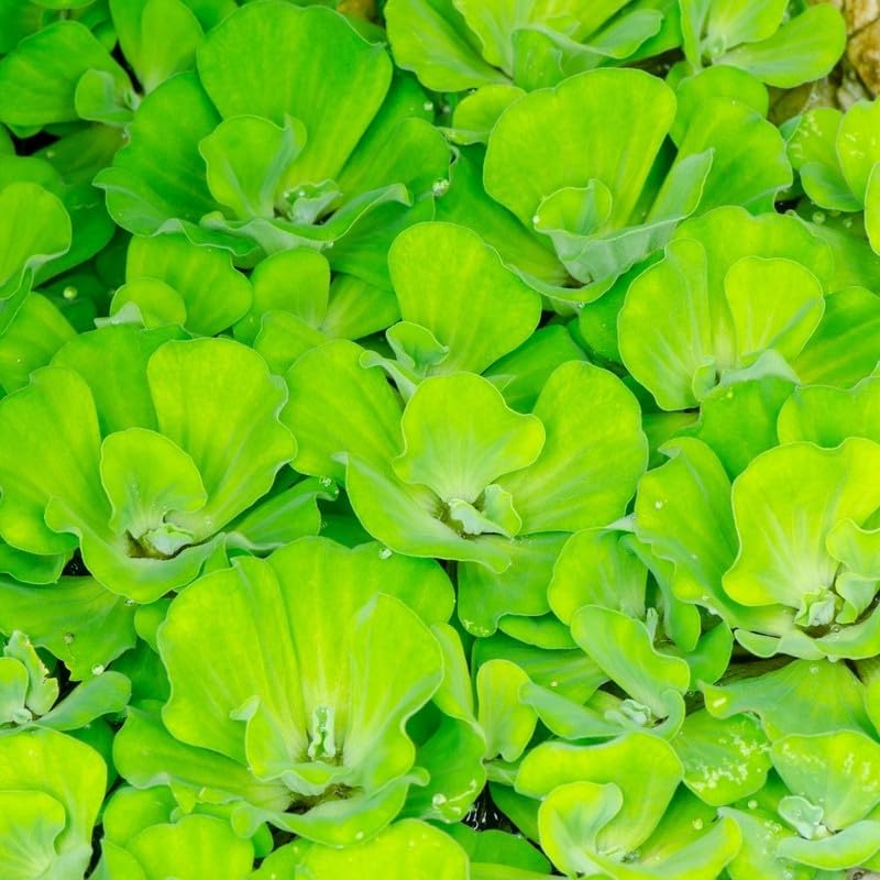 2 Water Lettuce Live Floating Plants - Large Aquatic Pond Plants