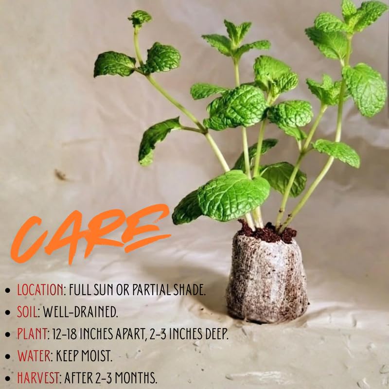4 Berries Creams Mint Plants Live for Spring Planting, Fragrant Culinary Herb Mint for Indoor Outdoor Zones 3-11, Very Hardy and Fast Growing, Size 4-7" in Tall