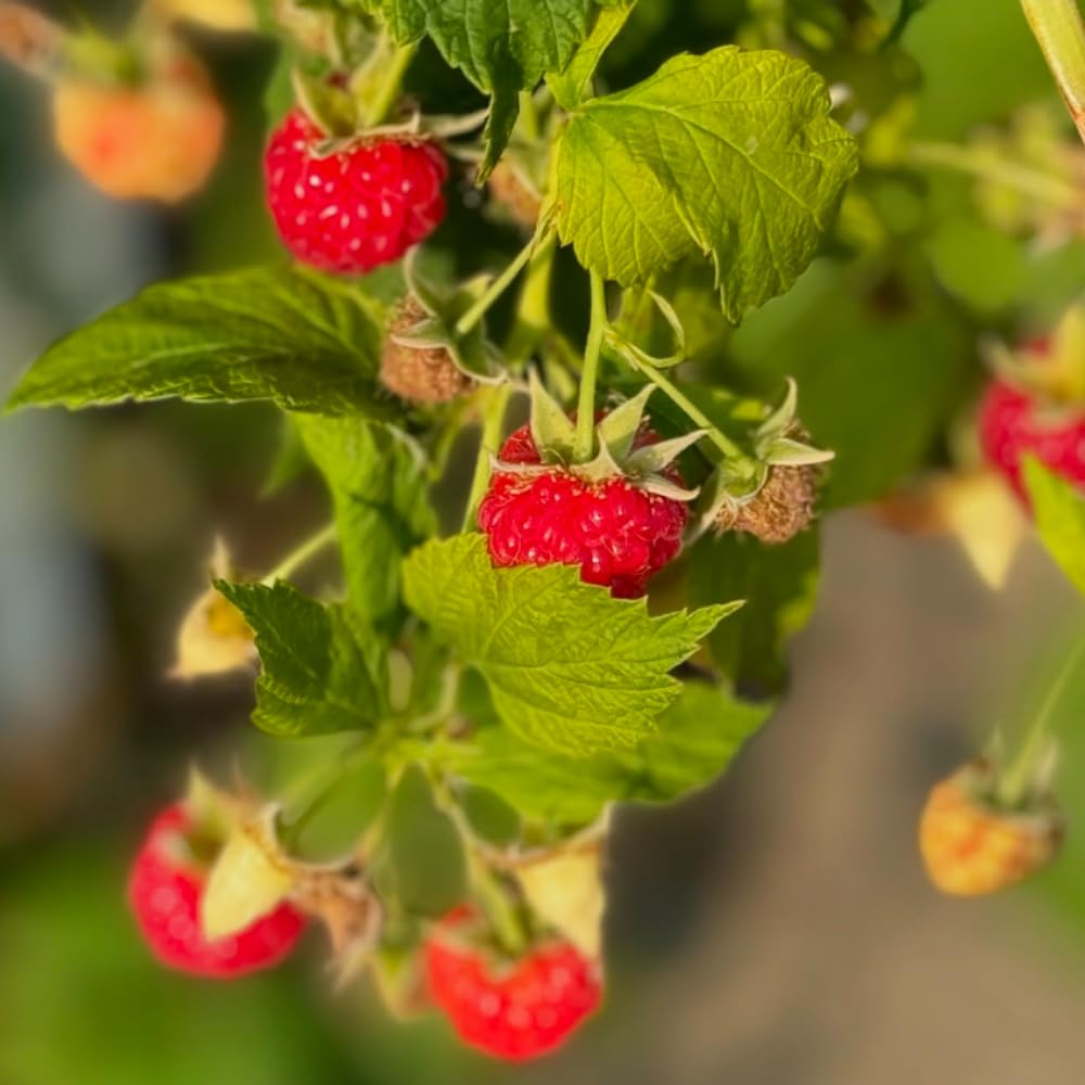 Red Raspberry Plant Live, Raspberries Fruit Seedlings, 5-8 Inch Tall