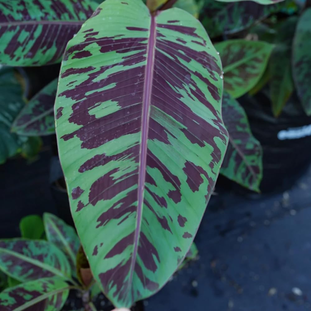 2 Zebrina Banana Plants Live, Banana Fruit Tree Starter, Indoor Outdoor Planting, 4-6 Inches Tall