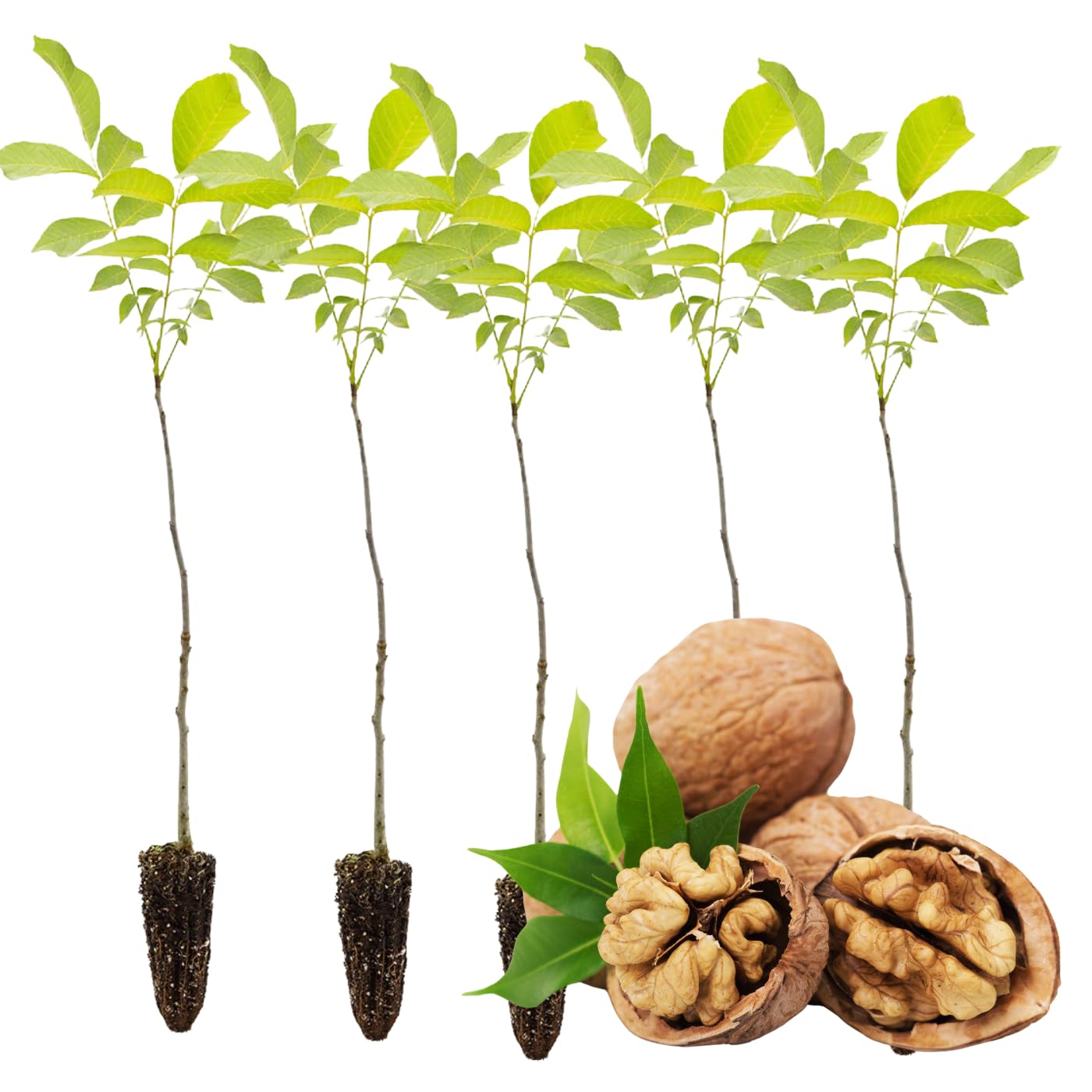 Dormant Pecan Tree Plant Live Bare Roots, 1 to 2 Feet Tall, Hardy Pecan Nut Seedlings 1-2 Year Old