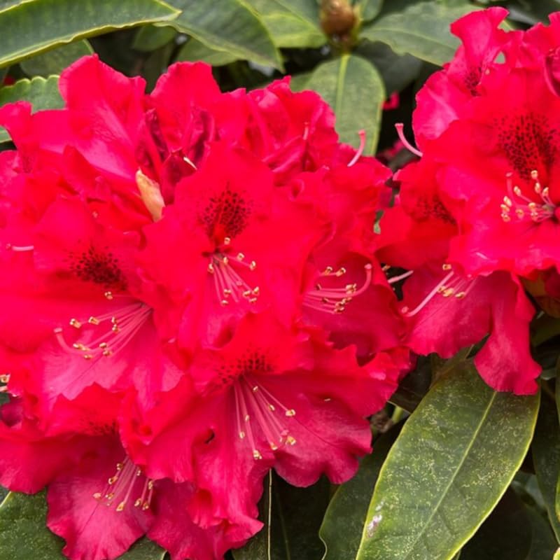 Bright Red Rhododendron Live Plant Shrubs for Outdoor Planting, Azalea Bushes Ready to Plant, Fragrant Rhododendron Plant Live