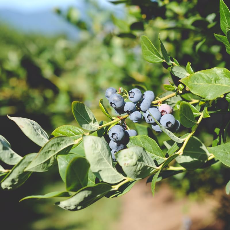 2 Blueberry Plants Live for Planting, 4-8 Inch Tall Well-Rooted, Hardy Blueberry Bush for Garden or Patio, High Yield (Sunshine Blueberry)