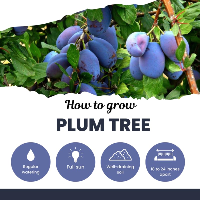 Purple Plum Tree, 3-4 Feet Live Fruit Tree, Sweet Purple Plums, Hardy Backyard Orchard Tree