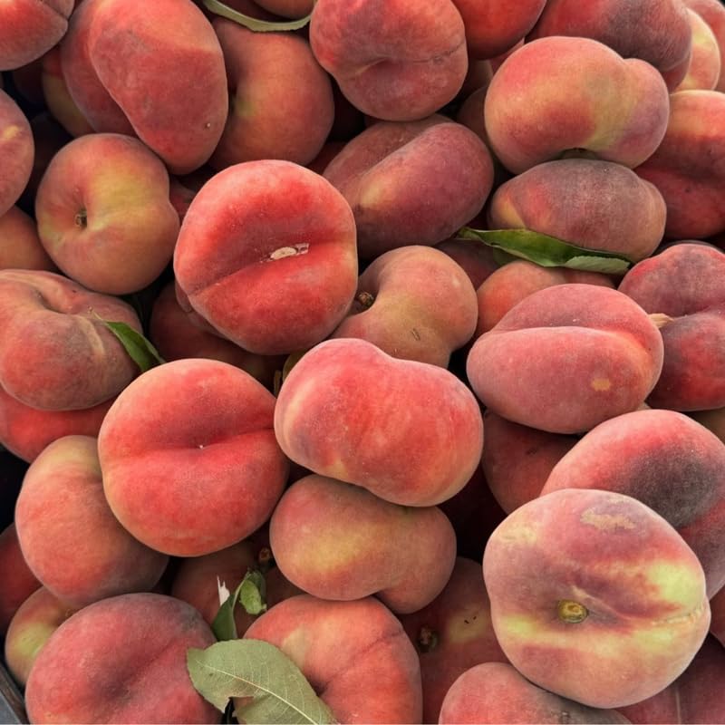 Donut Peach Tree Live Plant - 3 Ft Tall in 5 Gallon Pot, Sweet Peach Fruit Tree for Outdoor Garden, No Ship to CA