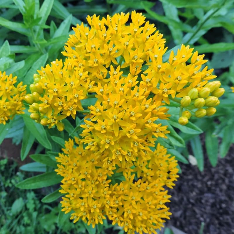 Set 2 Yellow Milkweed Plants Live, 5-8" Tall Perennial Butterfly Milkweed Plants, Well Rooted, Asclepias Tuberosa Live Plant