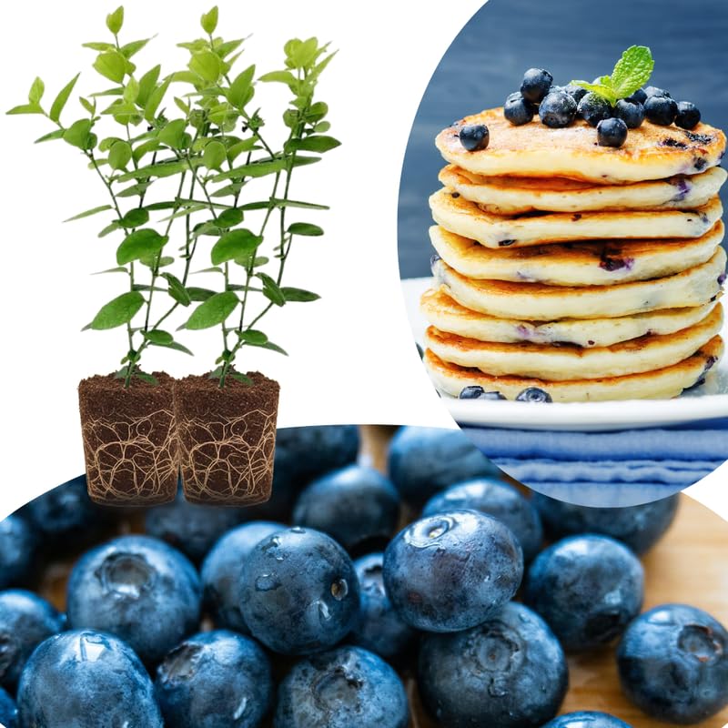 Sets 2 Blueberry Trees Live Plants, Blueberries Bushes, Hardy and High Yield, Seedlings Southern Highbush Blueberry Plants Live for Outdoor Growing, 5-7" Tall (Sweet Flavor)