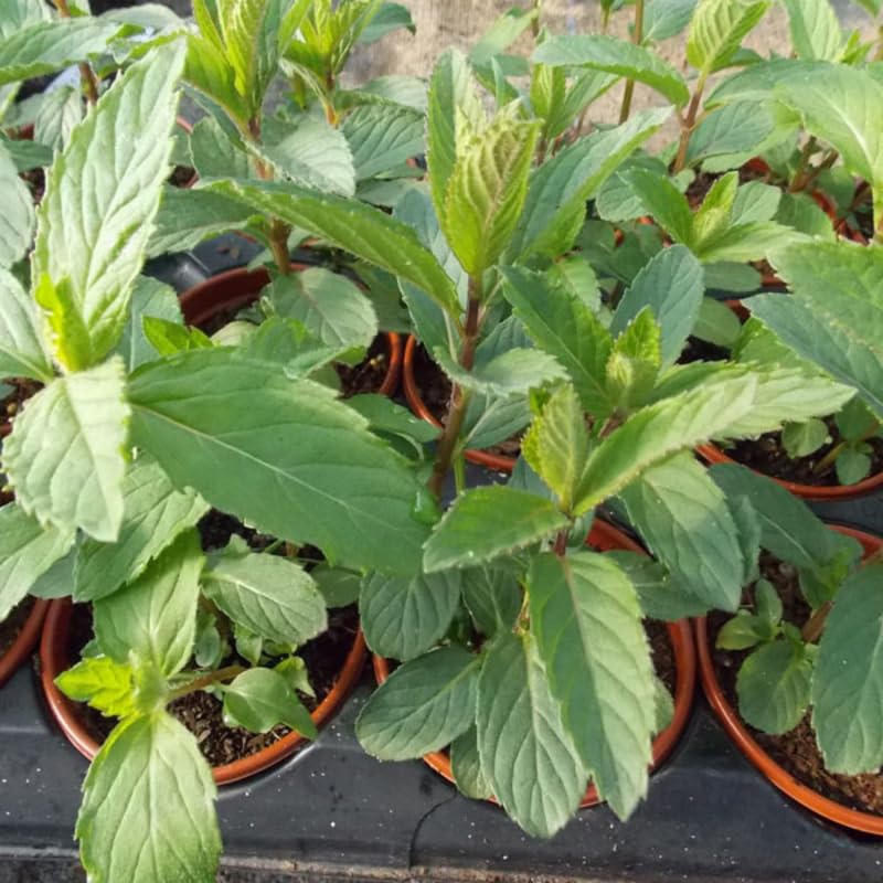Sets 3 Random Mint Plants Live Fast Growing for Spring Planting, Fragrant Culinary Herb Mint for Indoor Outdoor Gardening, Cold Hardy