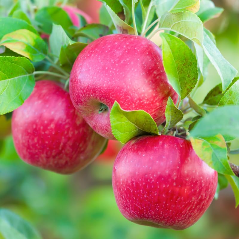 Honey Crisp Apple Tree Plants, Bare Root 1-2 Ft Tall, Apple Tree Plant Live for Planting Outdoors, Well Rooted Fruits Tree Plant, Dormant