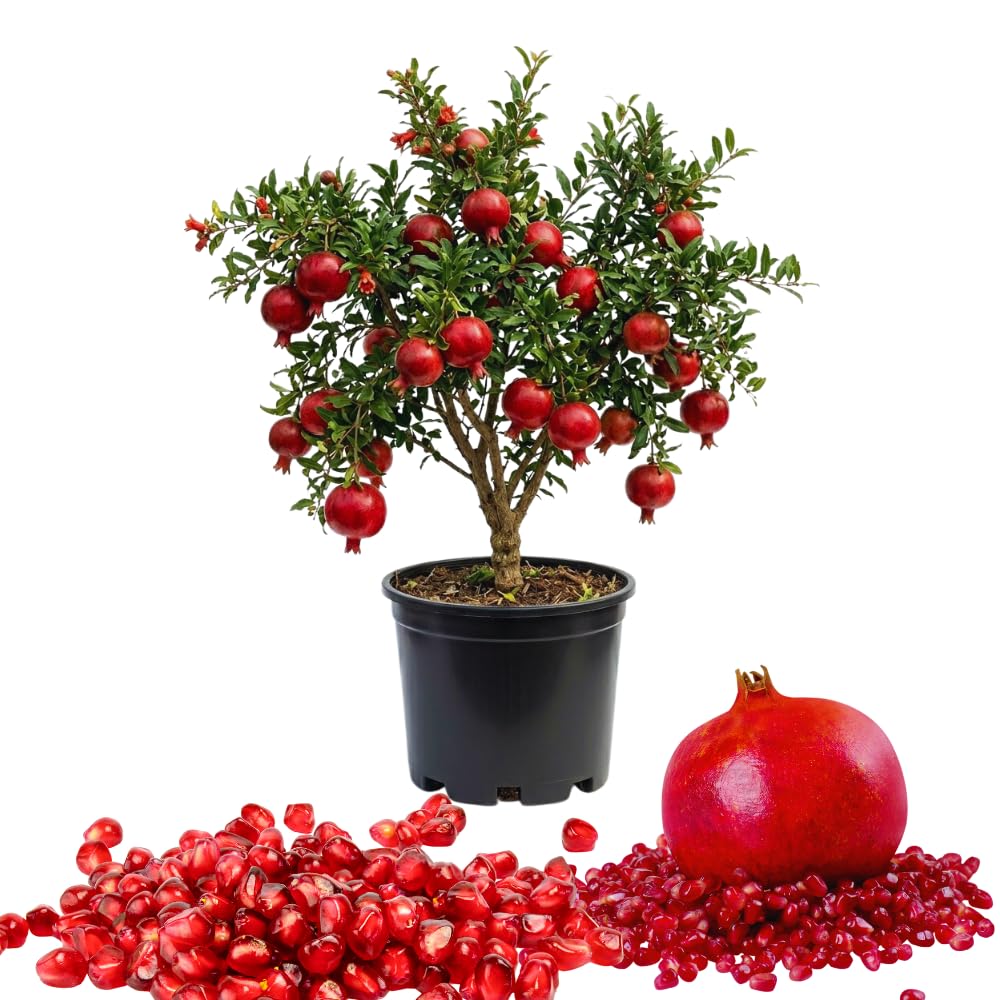 Pomegranate Tree Live Plant Hardy Pomegranate Plant Live Gardening, 3 Gallon Pot, No Ship to CA