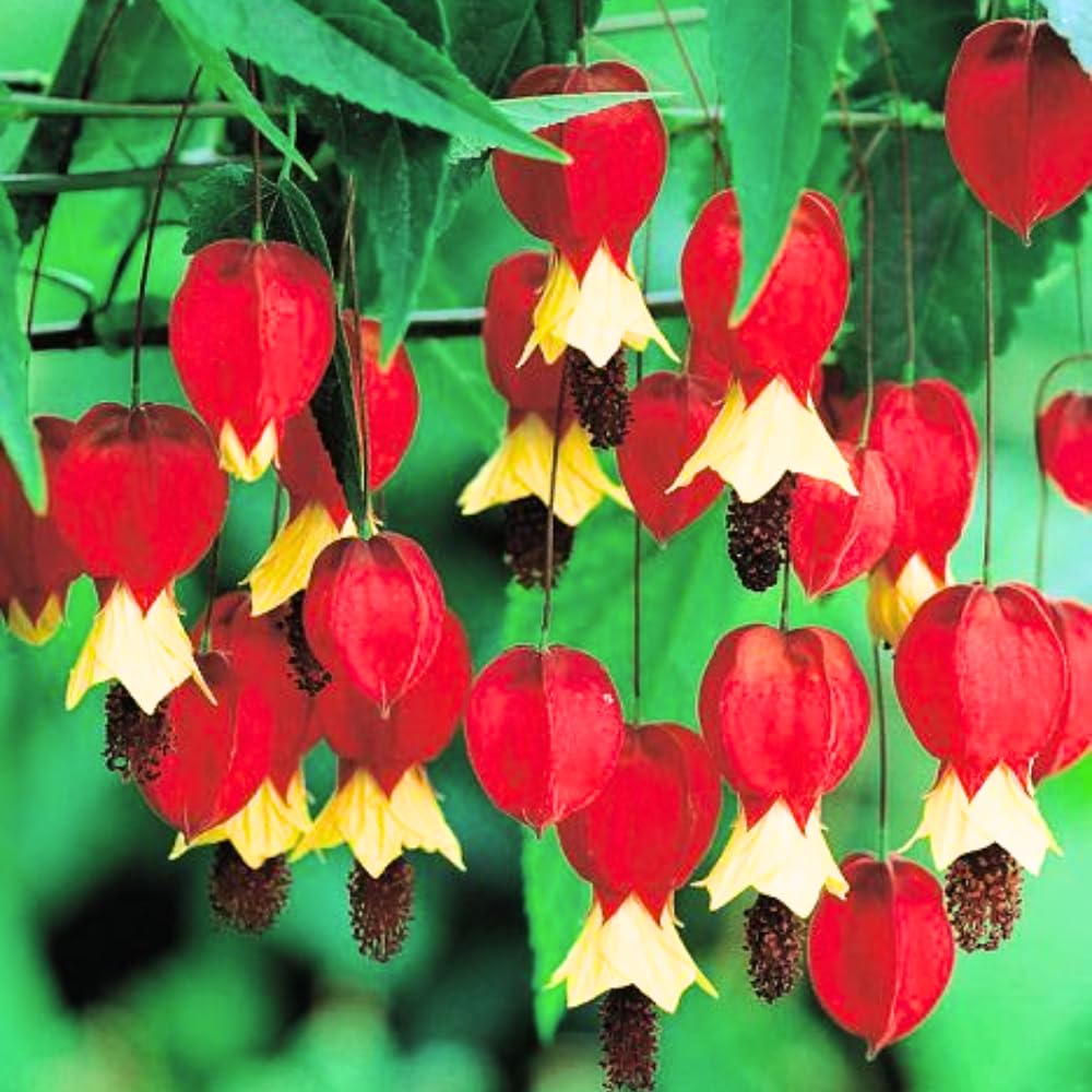 2 Trailing Abutilon Plants Live, Red Hanging Lantern Abutilon Flowering Live Plants, Well Rooted Plugs 2-5 Inch Tall