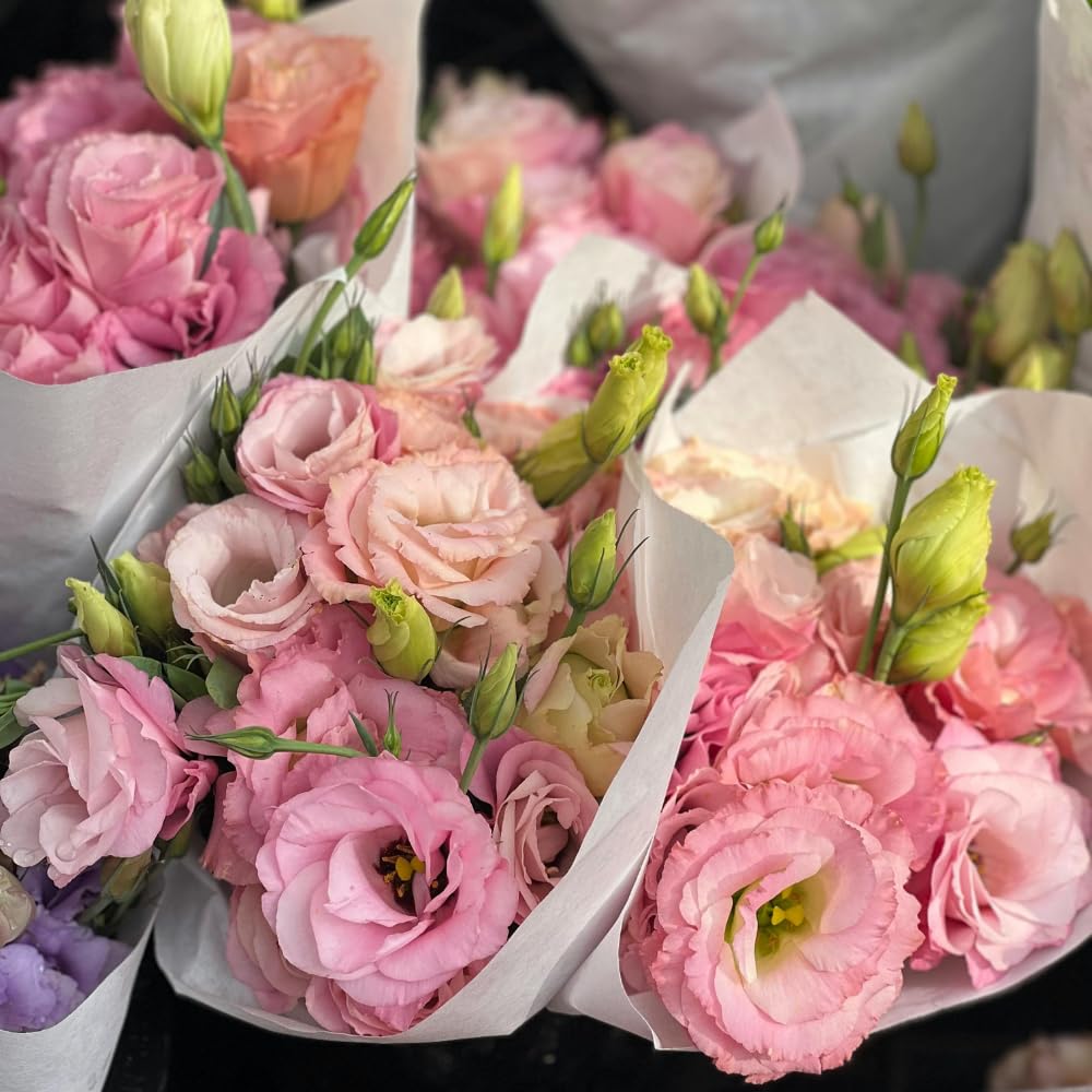 2 Eustoma Lisianthus Live Plants, Lisianthus Flowers Seedlings, 2-3 Inch Tall Well-Rooted Plug, Lisianthus Plants (Pink Lisianthus)
