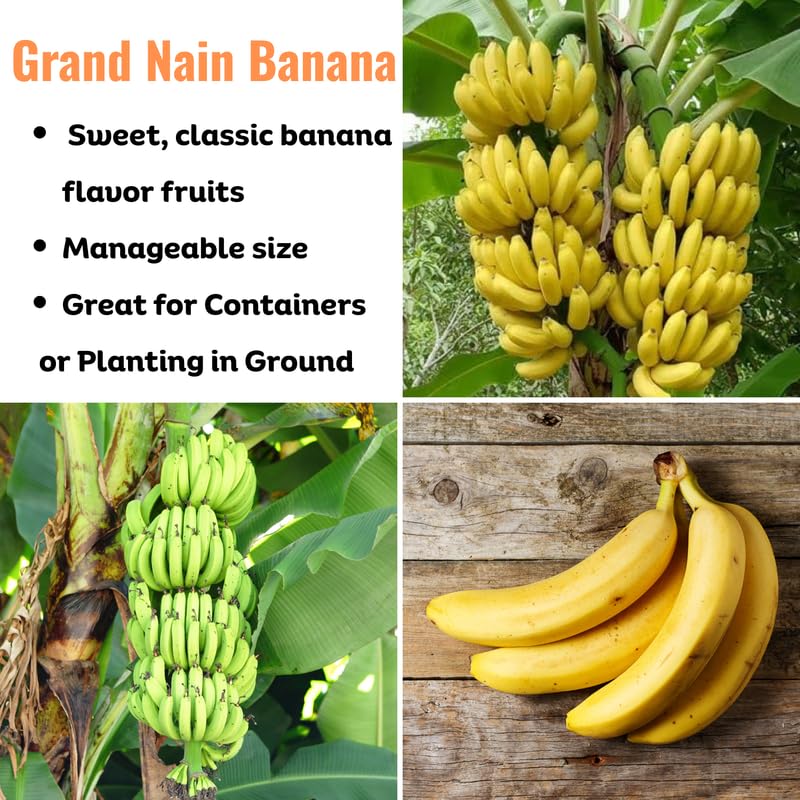 Grand Nain Banana Plant, Banana Trees Live Plants, 4-6" Tropical Fruit Tree for Home Garden, Patio and Container Growing
