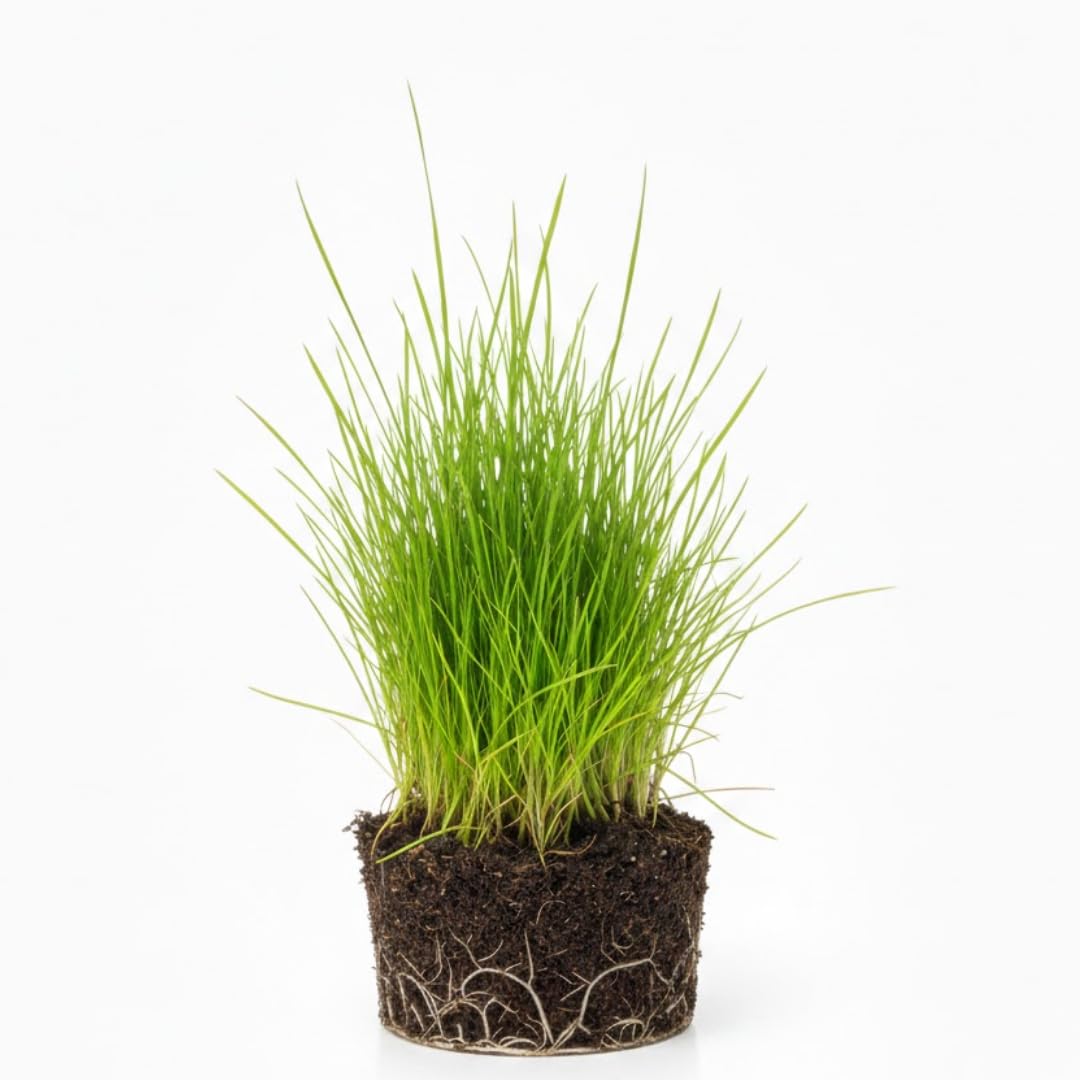 Dwarf Hairgrass Plant Live, Aquarium Pond Plant, Freshwater Aquarium Plant, 4 to 6 Inches Tall