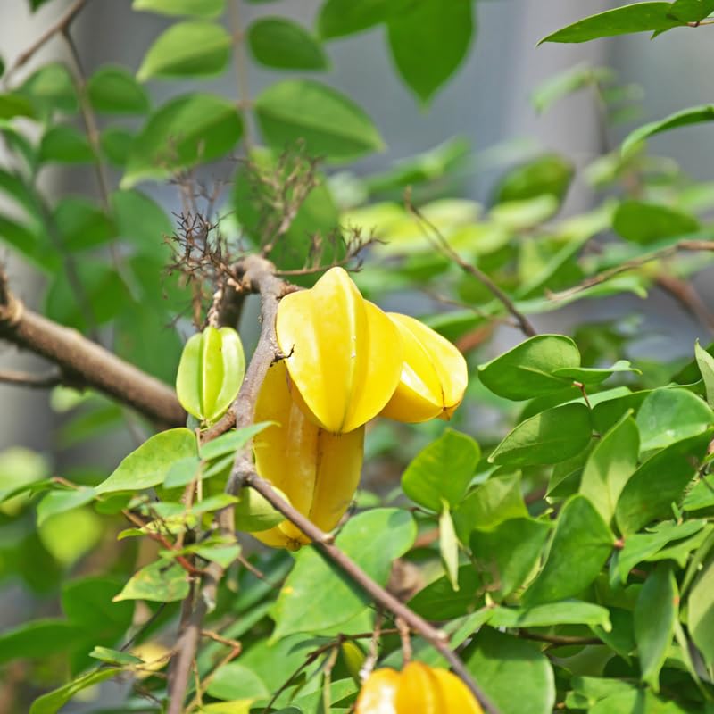Live Grafted Starfruit Fruit in 1 Gallon, Starfruit Tree Plant in 1 Gallon Pot for Planting Outdoors, No Ship to CA