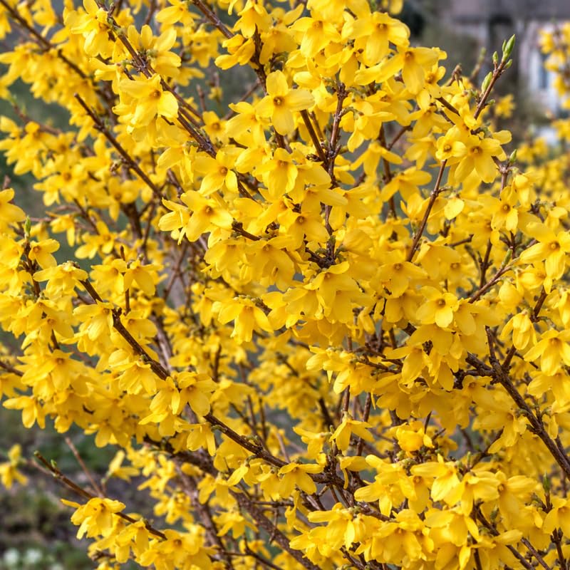24 Forsythia Plants Live Cuttings, 6-8", Yellow Flowering Stem