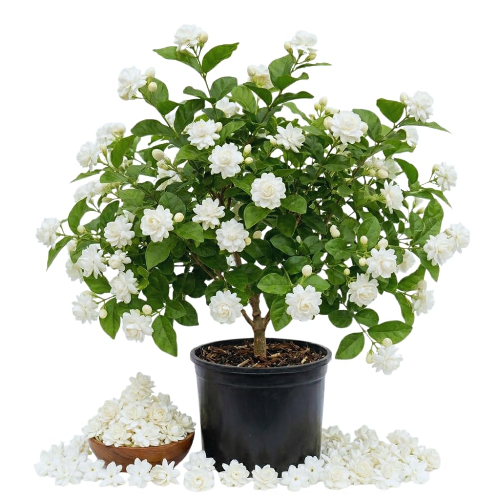 Grand Duke of Jasmine Plant Live, 3 Gallon Pot, Jasmine Live Plant, 2 Feet Tall, Flowering Fragrant Bush Garden