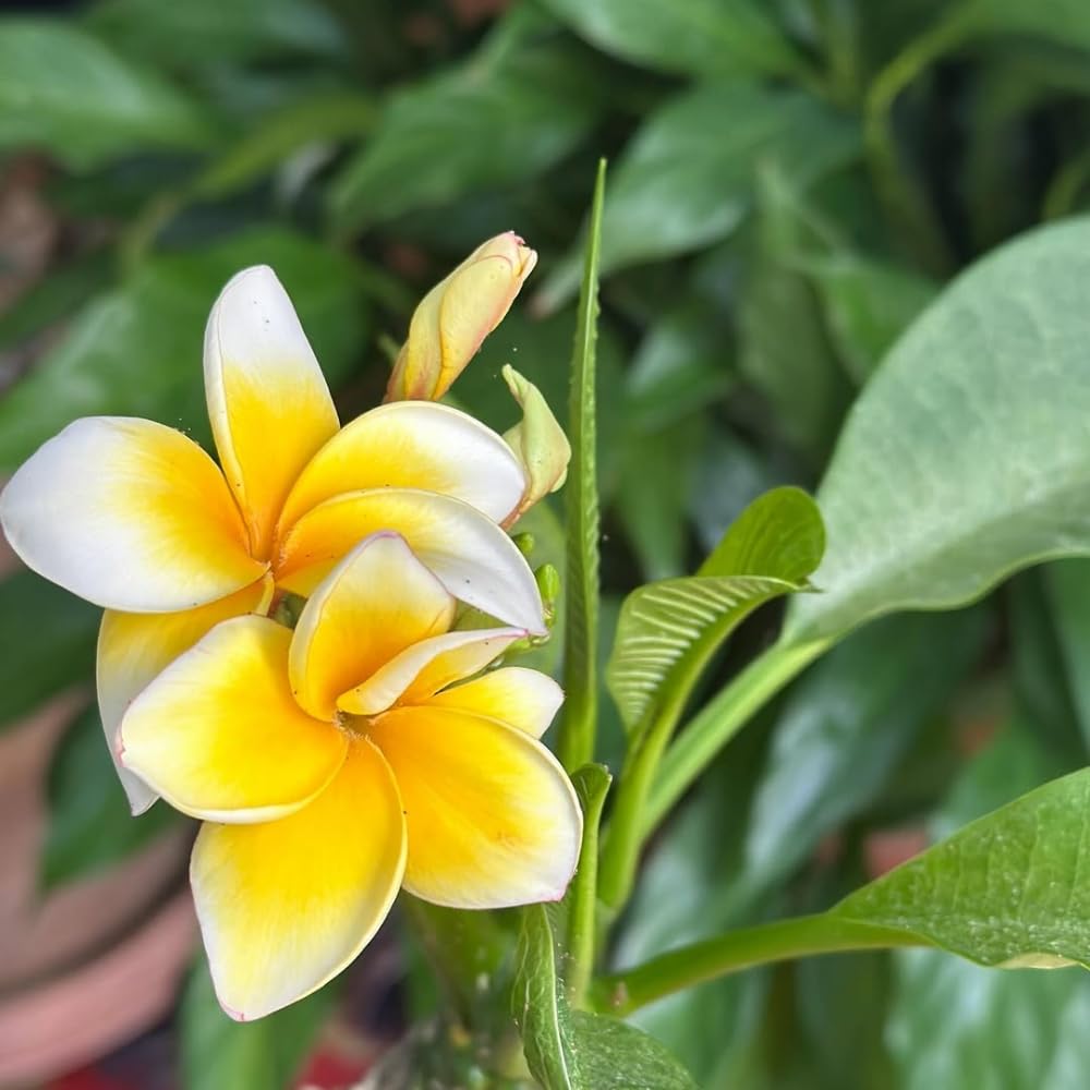 Set of 2 Plumeria Cuttings, Frangipani Plant, 12 Inch Live Cutting, Tropical Fragrant Blooms, Plumeria Frangipani Cuttings for Outdoor Growing (Yellow)