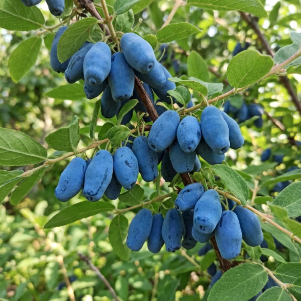 Haskap Plant Live, Edible Berry Bush Plant, 4-8 Inch Tall