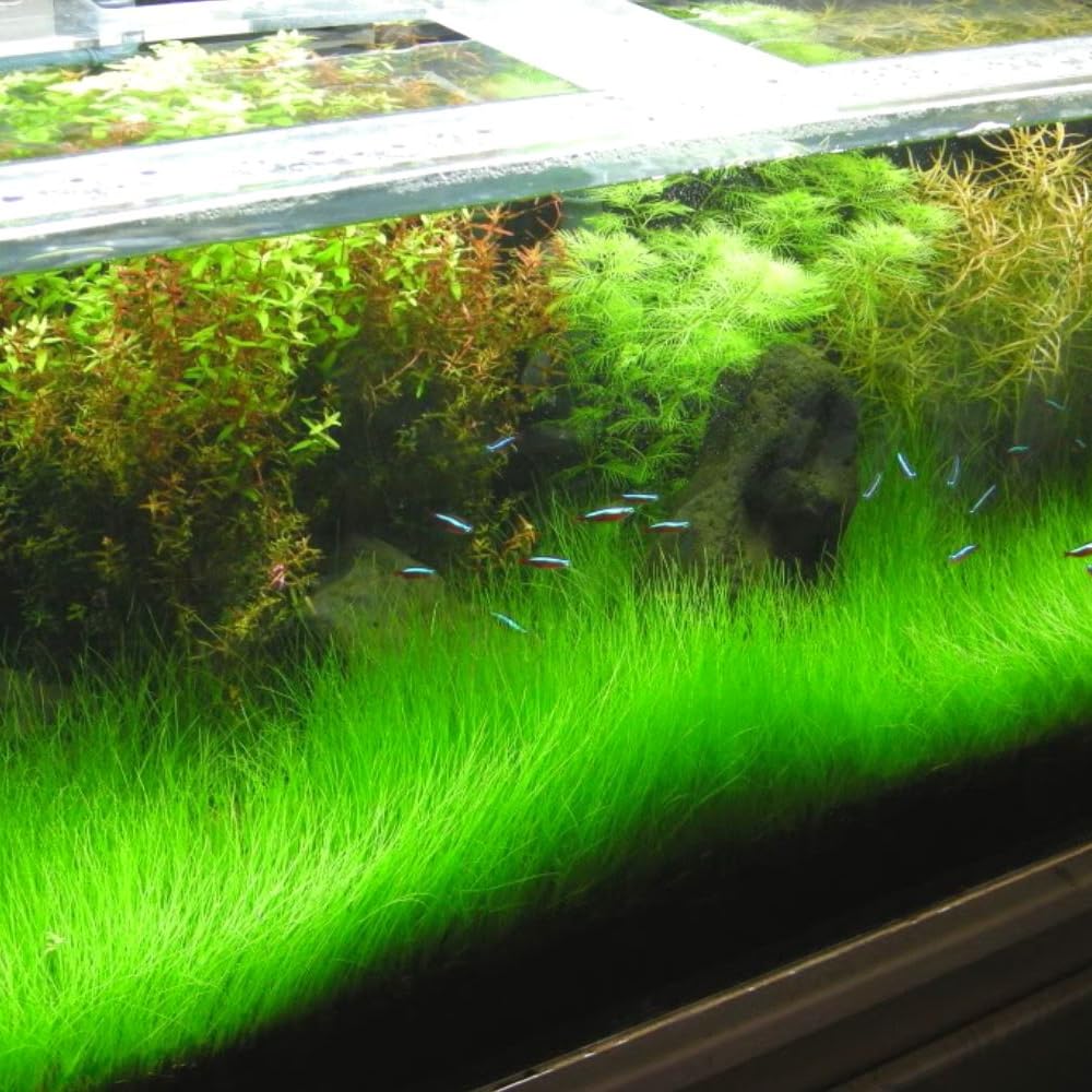 Live Aquarium Plants, 14 Dwarf Hair Grass Plants, Hairgrass Plant Aquarium, 3 to 6 Inc Tall, Live Dwaft Hairgrass Plant, Aquarium Grass Plants Live