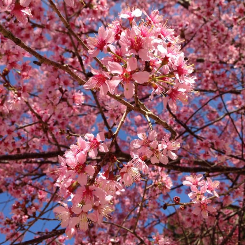 Cherry Blossom Tree, Dark Pink Cherry Tree Live Plant, 6-12 Inch Tall in 2.5 Inch Pot, Dormant in Winter