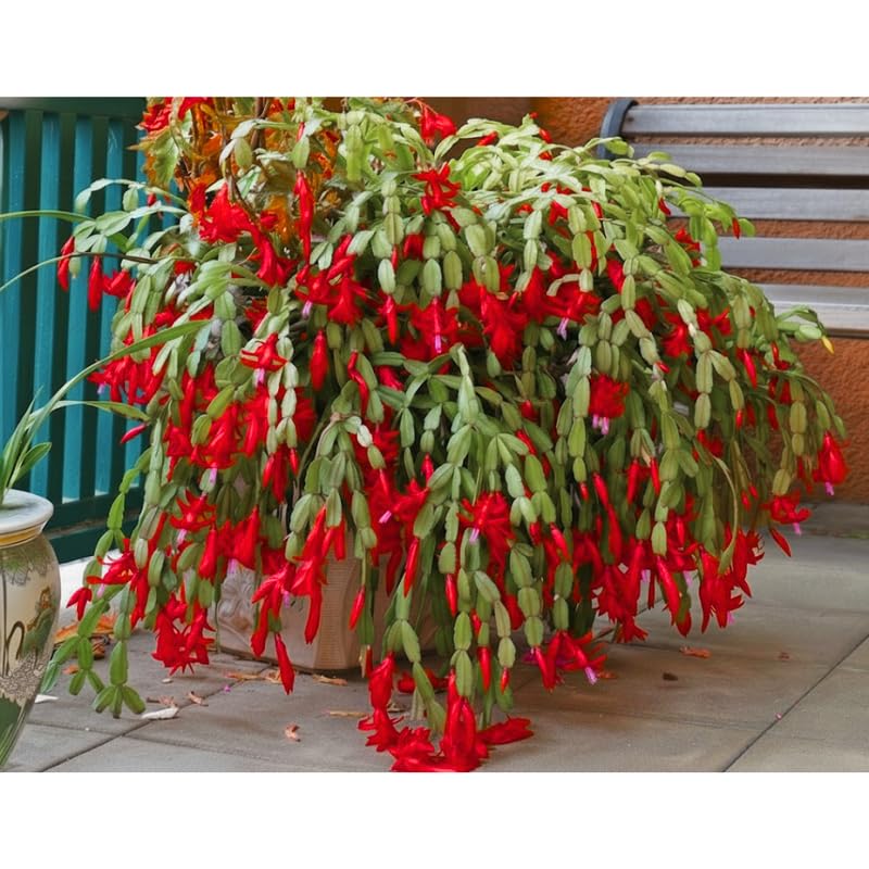 2 Red Christmas Cactus Plants Live, True Thanksgiving Cactus Live Size 6-9" Inches Tall, Ready to Blooms, Holiday Houseplant, Cold Hardy, Bloom in Winter