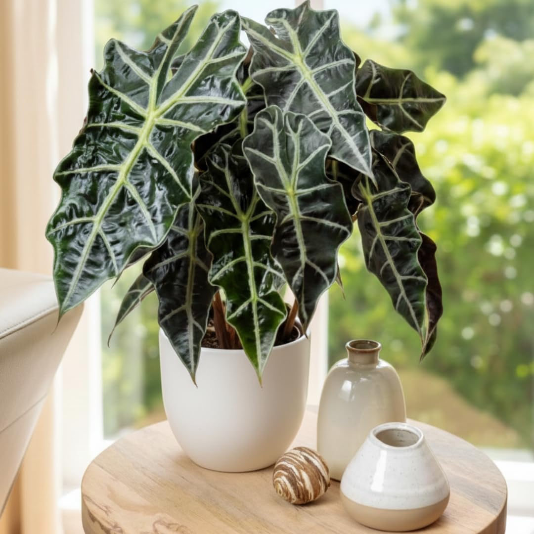 Live Alocasia Plant, Rare Alocasia Plant, Tropical Indoor Houseplant, 4-8 Inch Tall for Planting (Glossy Alocasia)