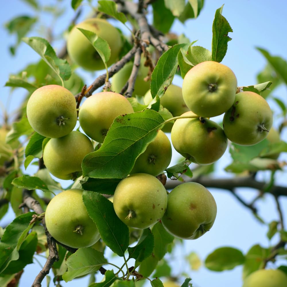 Live Green Yellow Apple Fruit Tree Plant, Well Rooted from 6-10 Inches Tall
