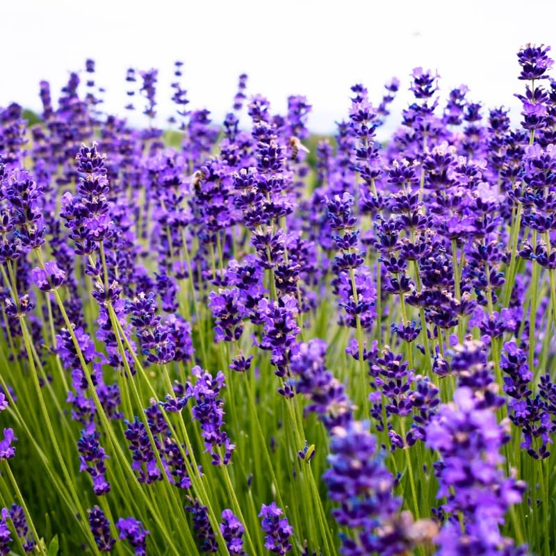 Set 2 Phenomenal Lavender Plants Live, Fragrant Lavender Herb Plant for Border and Container Growing, Perennial Lavenders Plugs 3-5'' Tall